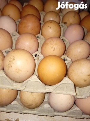 Szabadtartású bio tojás