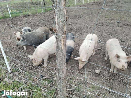 Szabadtartású disznók Eladók