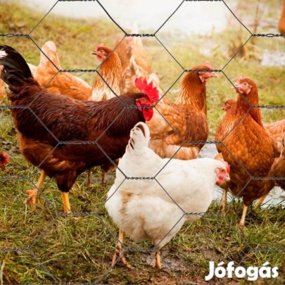 Szabadtartasu tojó tyúkok