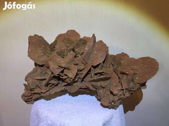 Szaharai sivatagi rózsa