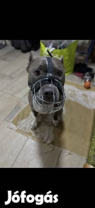 Szájkosár eladó