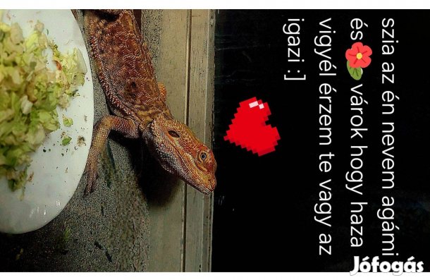 Szakállas Agáma Eladó