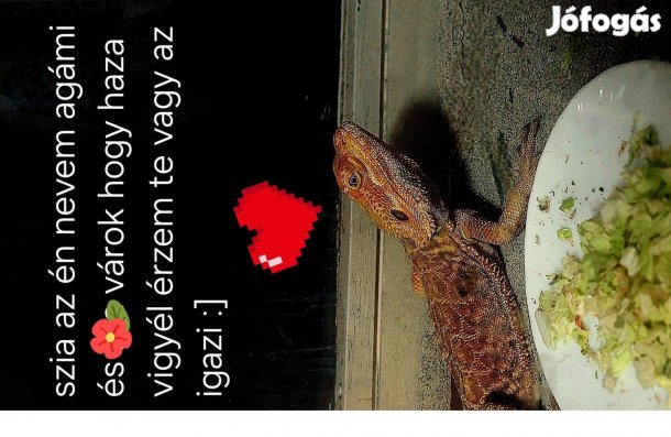 Szakállas Agáma Eladó