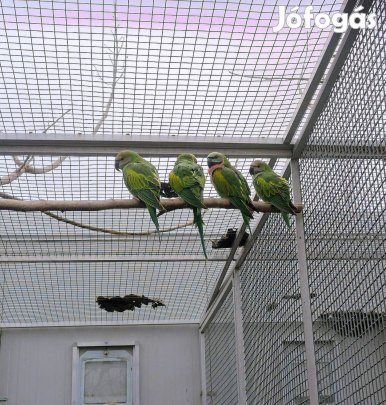 Szakállas papagáj tojó kapható