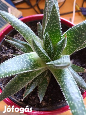 Szálkás aloe (aloe aristata) örökzöld szobanövény különlegesség