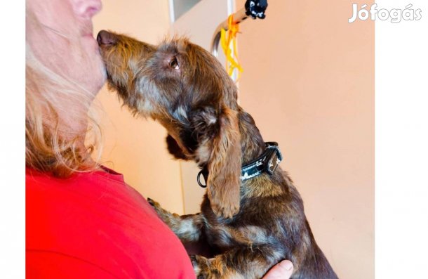 Szálkás szőrű fiatal tacskó pár Törzskönyvvel uj csaladot keres