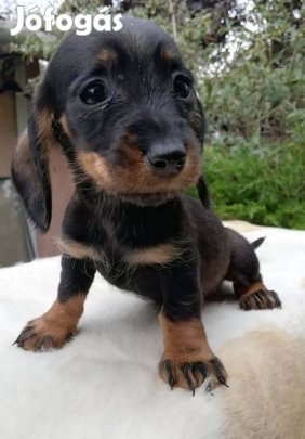 Szálkás szőrű tacskó