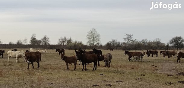 Szamár csődör csikók.