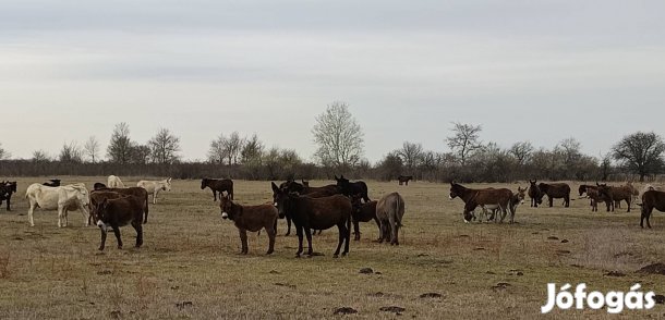 Szamár csődör csikók.