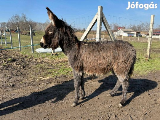 Szamár csődör eladó