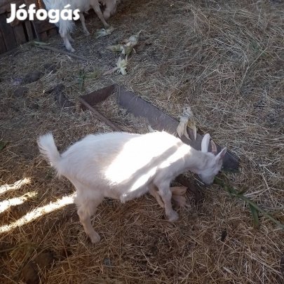 Szánentáli bakkecske 