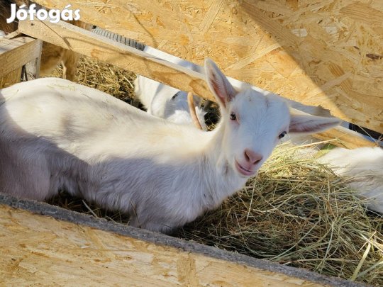Szánentáli és alpesi keverék bak