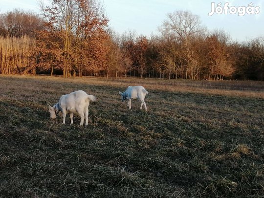 Szánentáli ivartalanított bak-kecske eladó