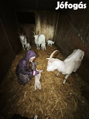 Szánentáli kecske anya eladó