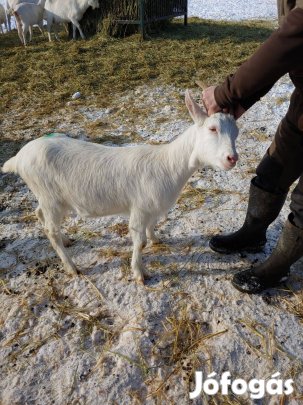 Szánentáli kecske jerke eladó