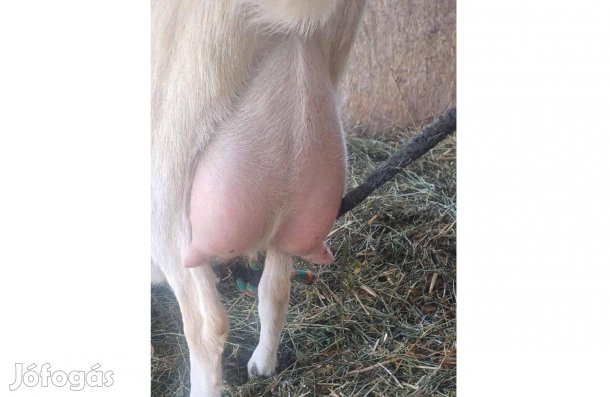 Szánentáli nőstény kecske , kicsinyével