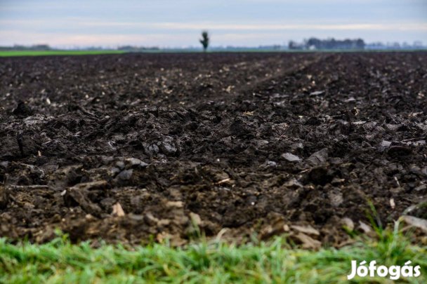 Szántóföld eladó Hajdúszováton