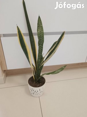 Szanzaveria ,anyósnyelv