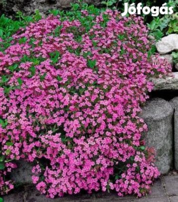 Szappanfűmag Évelő szárazság türő