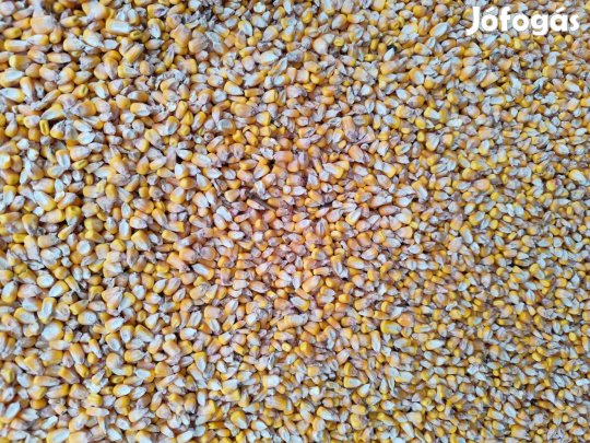 Száraz szemes kukorica