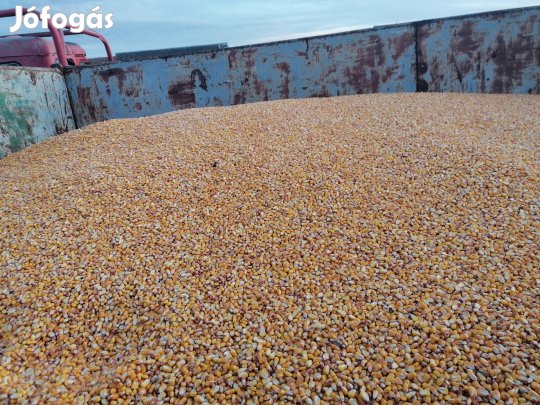 Száraz szemes takarmány kukorica eladó! 