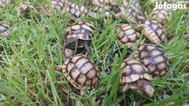Szárazföldi teknősök
