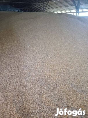 Száritott Kukorica eladó