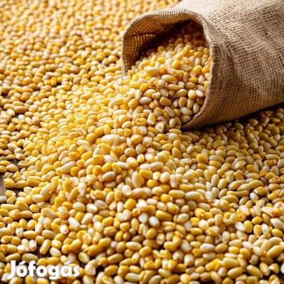 Szárított, idei felzsákolt kukorica eladó Debrecen