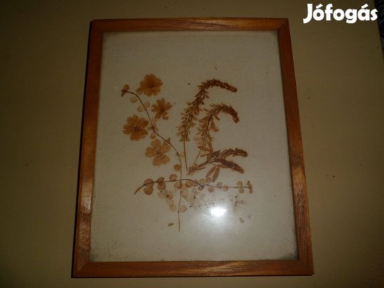 Szárított, préselt virág kép, lenyomat