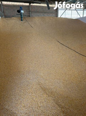 Szárított kukorica