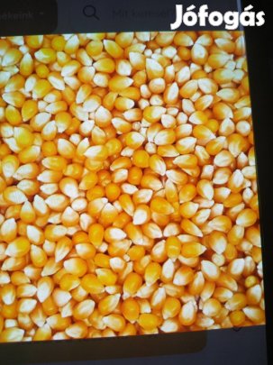 Szárított kukorica eladó!