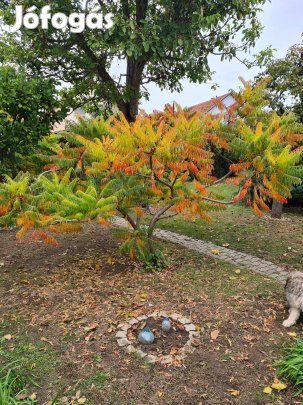 Szárnyaltlevelű ecetfa (Rhus typhina) konténeres kis fák