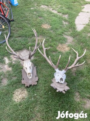 Szarvas agancs