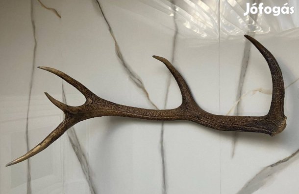 Szarvas agancs 70cm