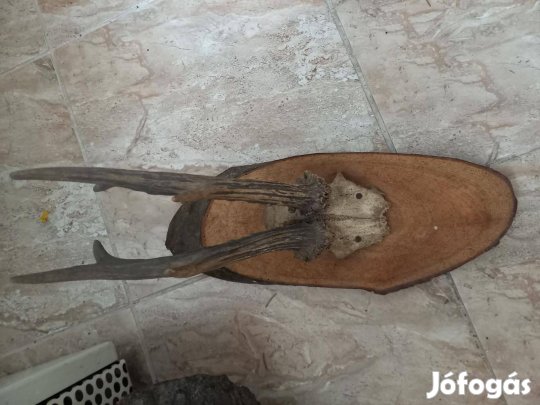 Szarvas agancs (fogas + trófea)