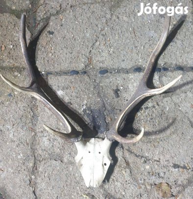 Szarvas agancs, régi trófea