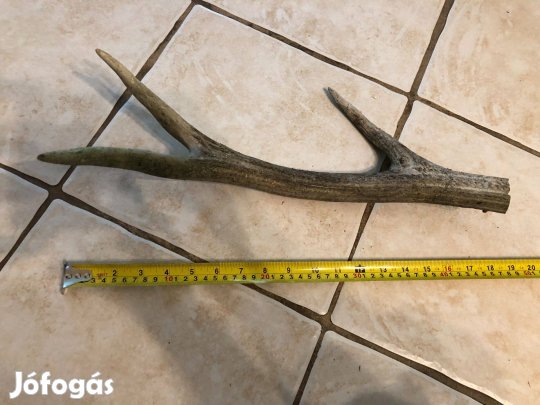 Szarvas agancs fél kiló