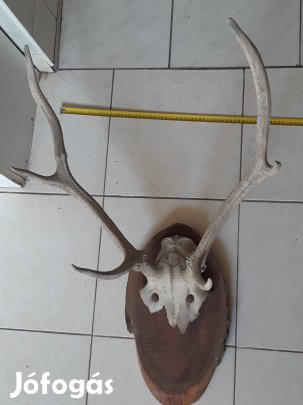 Szarvas agancs trófea közepes 55cm és régi