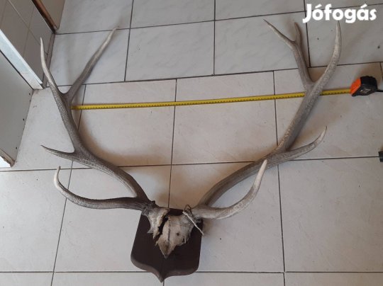 Szarvas agancs trófea nagy 75cm és régi