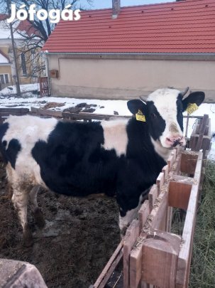 Szarvas marha eladó 