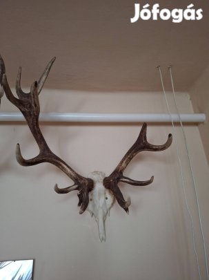 Szarvas trófea