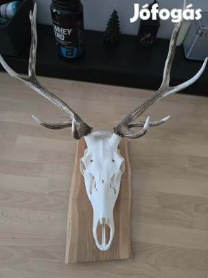 Szarvas trófea, trófeák eladók!