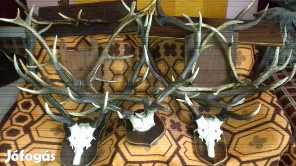 Szarvasagancs, fali díszek