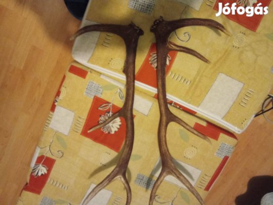 Szarvasagancs, komplett 70cm