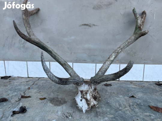 Szarvasfej agancsokkal (trófea) kb. 80 cm, felújítást igényel