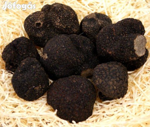 Szarvasgombával oltott mogyoró és tölgyfa csemete eladó