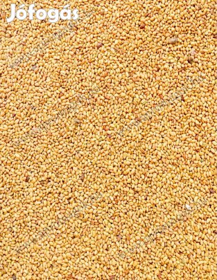 Szarvasi Kinga fajtájú Fémzárolt Lucernamag Eladó postai utánvéttel