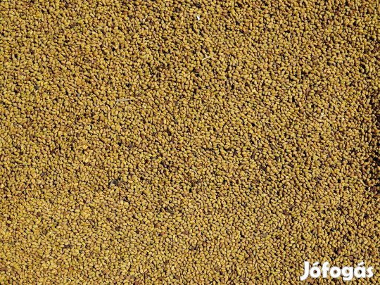 Szarvasi lucernamag eladó postai utánvéttel, lucernamag rendelés