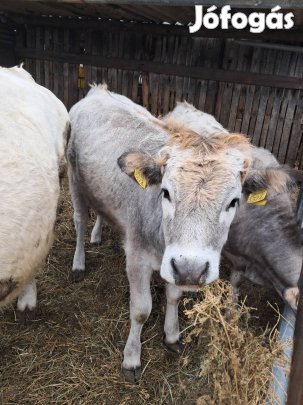 Szarvasmarha 3 db feketederes uszo elado
