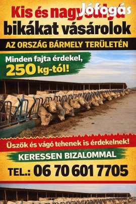 Szarvasmarha Vásárlás! 